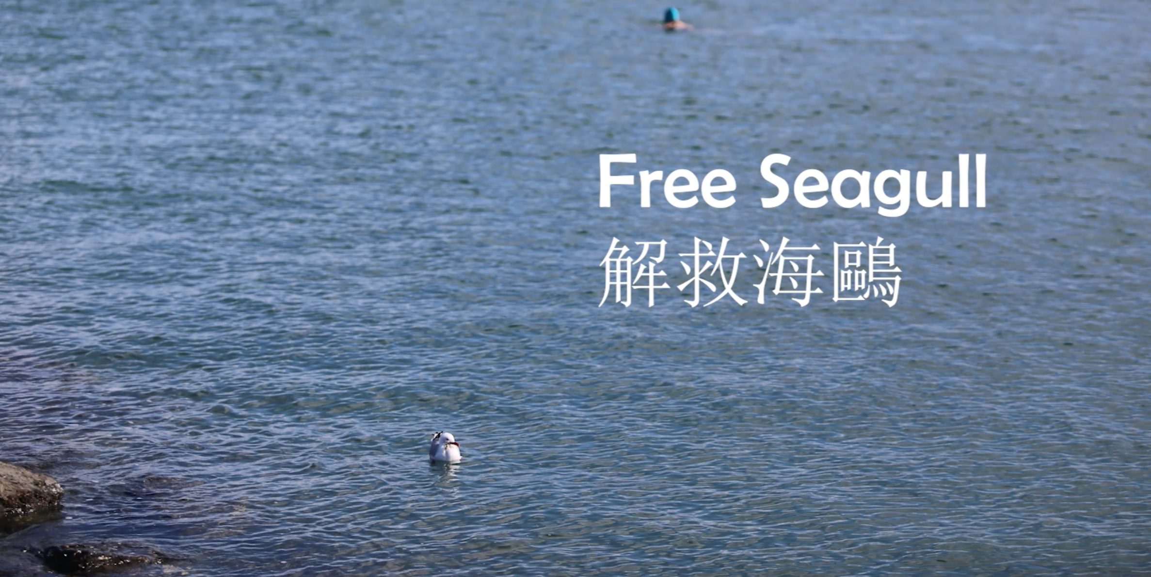 德文港的意外：我们在海边救了只海鸥！ - 济宸的个人博客